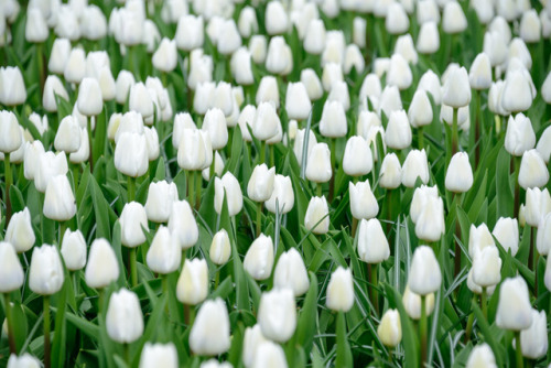 Keukenof, Holland.Tulips, hundreds, thousands, maybe millions of tulips, muscarii, and other flowers