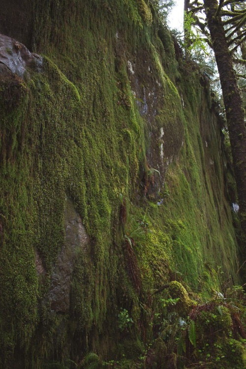 Moss Wall