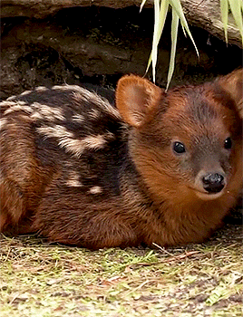Newborn Pudu Fawn Named Petal Via The San Diego Zoo