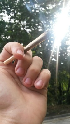 Un porro bajo el sol