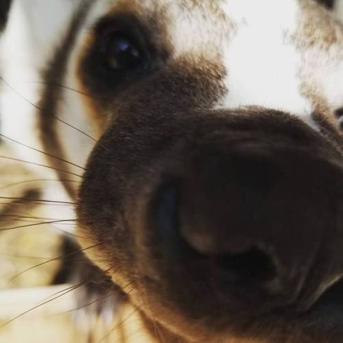 zookeeperjess: Badger noses are the best!Photo of Bandit our American Badger.