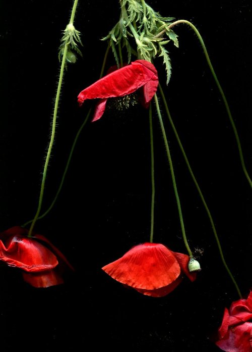 Red Poppies and Stems