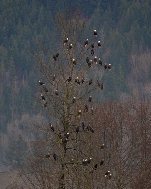 americasgreatoutdoors:How many bald eagles can you fit in a single tree? Apparently, at least 55! Ch