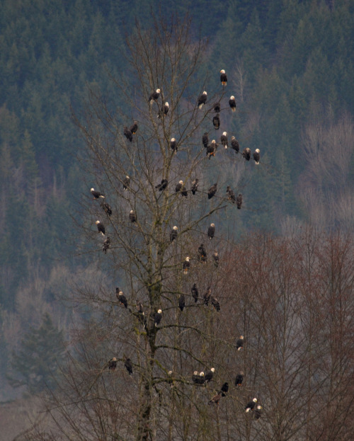americasgreatoutdoors:  How many bald eagles can you fit in a single tree? Apparently, at least 55! 