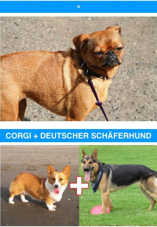 kyletok:novaisprettyinpink:theinturnetexplorer:crossbreeds are so coolI will take 10 of each pleaseI