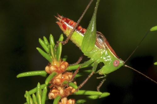 Wingless Meadow Katydid (Odontoxiphidium apterum)