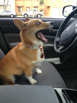 rubycorgi:  WHAAATT? I get to drive this