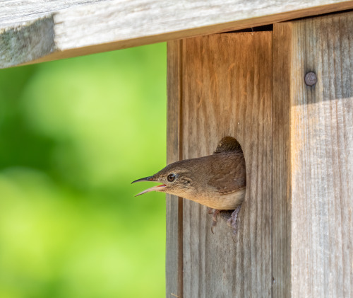 Wikipedia picture of the day on July 31, 2021: A house wren (Troglodytes aedon) peeking out of its n