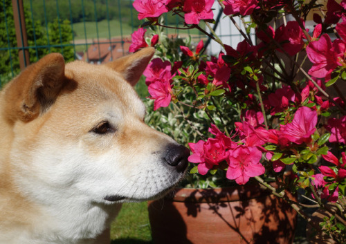 The flower whisperer