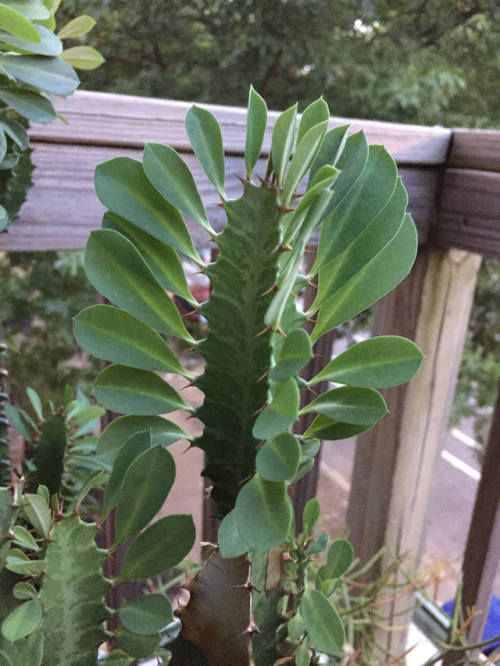 Euphorbia Trigona cutting //kodamaplant Ps. New shop, it just opened!! She’s a wonderful plant and c