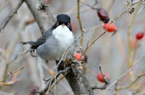 Sardinian Warbler (Curruca melanocephala)© Pavel Štěpánek