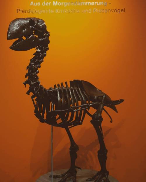 #exhibition #naturalhistory #gastornis #fossil #skeletton (hier: Naturkundemuseum)