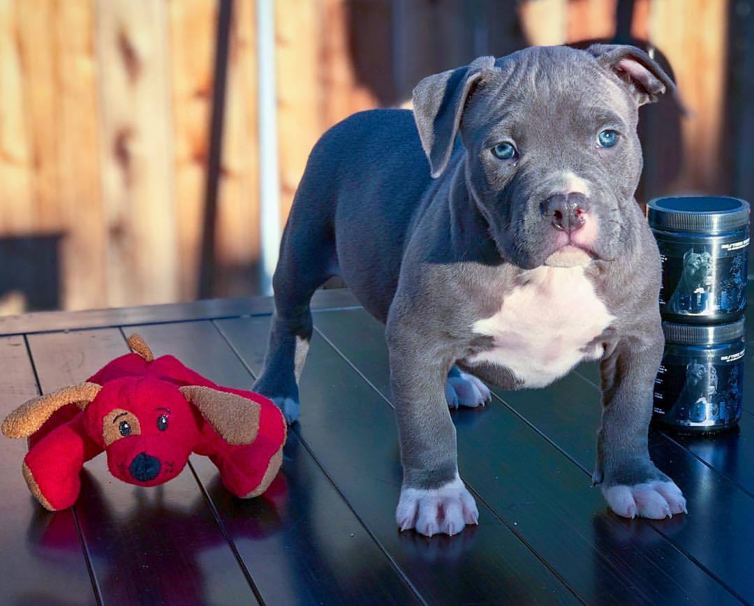 Manmade Kennels Home Of The Xl Bully Teamnochains 6 Week Old Dino Available Son Of Mmk Sampson X