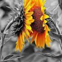 schweetheart-79-deactivated2021:hissweetcountrysunflower-deacti:Yes it does. &hellip;i
