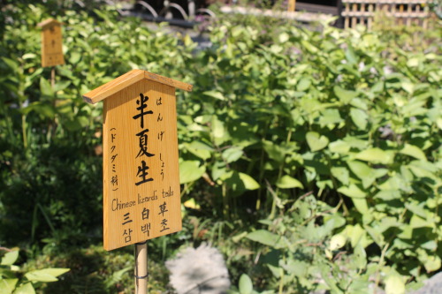 chic-cactus:Tenryu-ji Zen Temple, Kyoto Prefecture, Japan