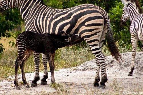 viergacht:A baby zebra with what appears to be abundism (pseudo-melanism) photographed in Botswana. 