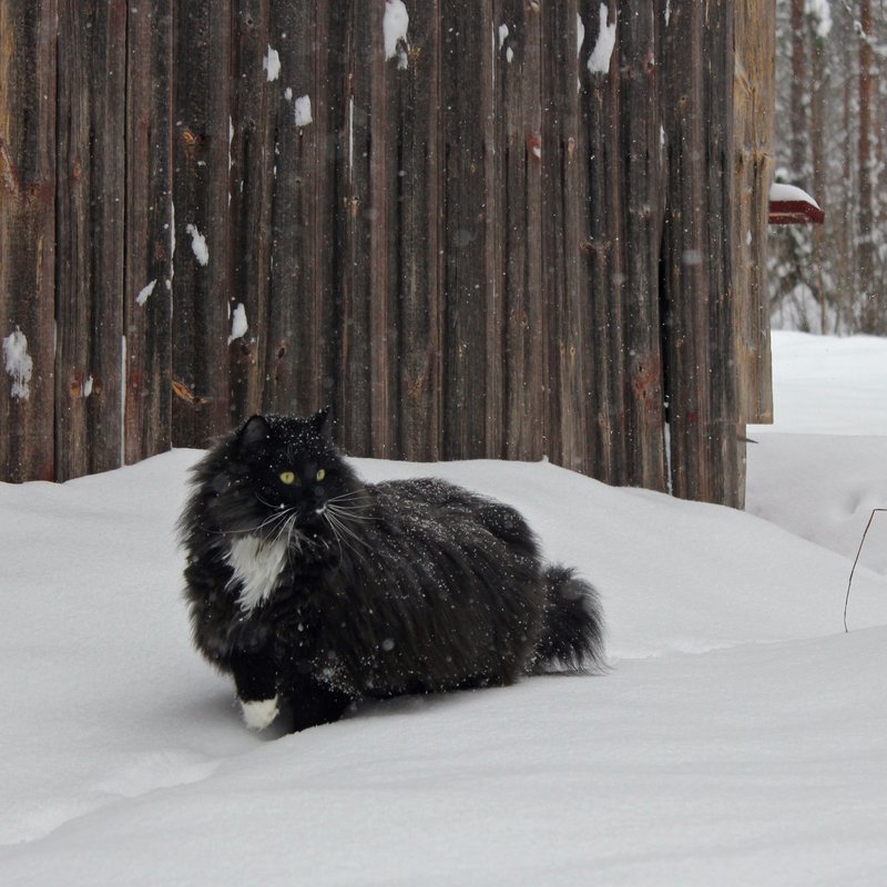 cat-parlour:  Rudolph in the snow ♡ 