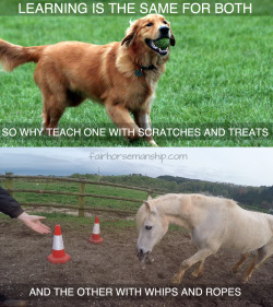 fairhorsemanship:  Positive reinforcement based training is becoming more and more popular in the dog world and my wish is to see the same evolution happen in the horse world. Indeed even if the two animal have different ethogram and needs they both learn