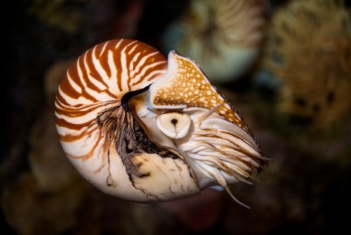 montereybayaquarium:Believe it or naut, nautiluses have been around for over 150 million years. That