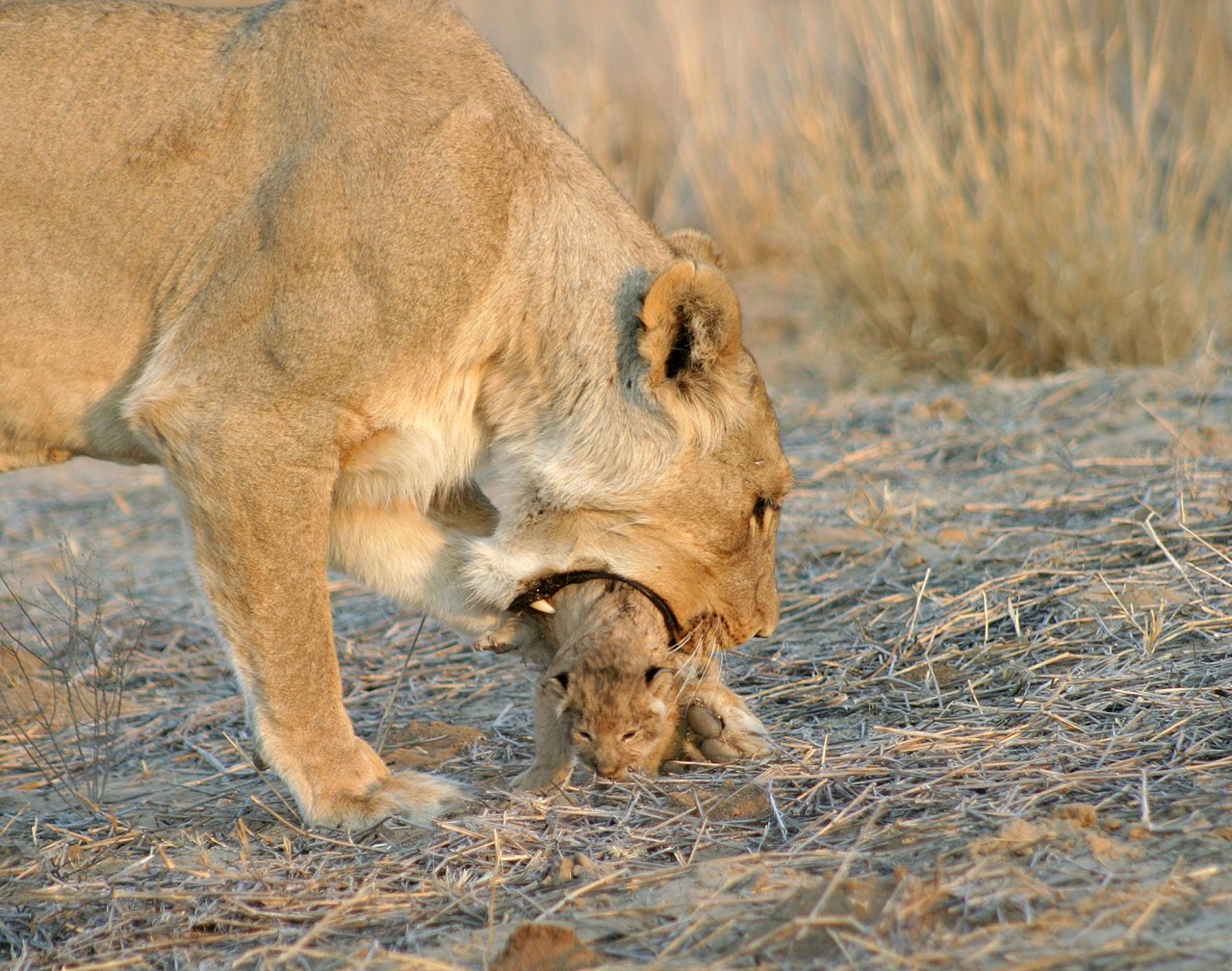 big-catsss:  Elaine Kruer was able to watch a mother carefully move her cubs to their