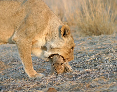 big-catsss: Elaine Kruer was able to watch a mother carefully move her cubs to their den. The proces