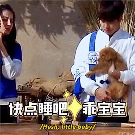 jypnior:wang puppy putting another puppy to sleep