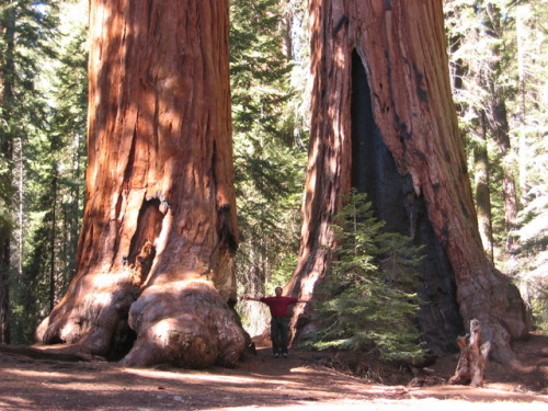 16 Facts about Giant Sequoia Trees. 1. Giant sequoias have very specific climate requirements, so s