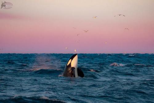 theblackcatsays: Orcas in Norway on January 26, 2019 Source: (x)