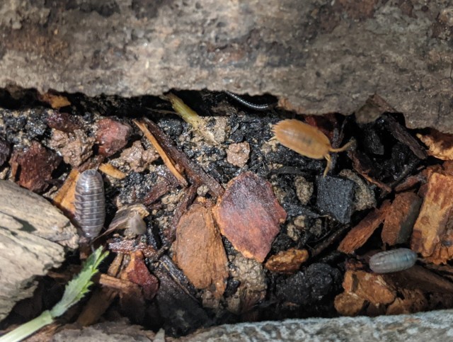 orange pillbug and gray pillbug in the dirt