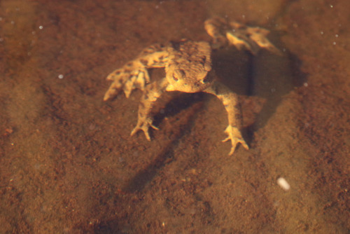 michaelnordeman:Common toad/padda. There were several of them playing down in lake Frövettern. A cou