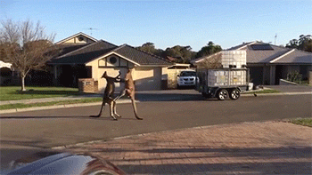 falcon-hyes:  number1withabullet:  sizvideos:  Video  meanwhile in australia… 