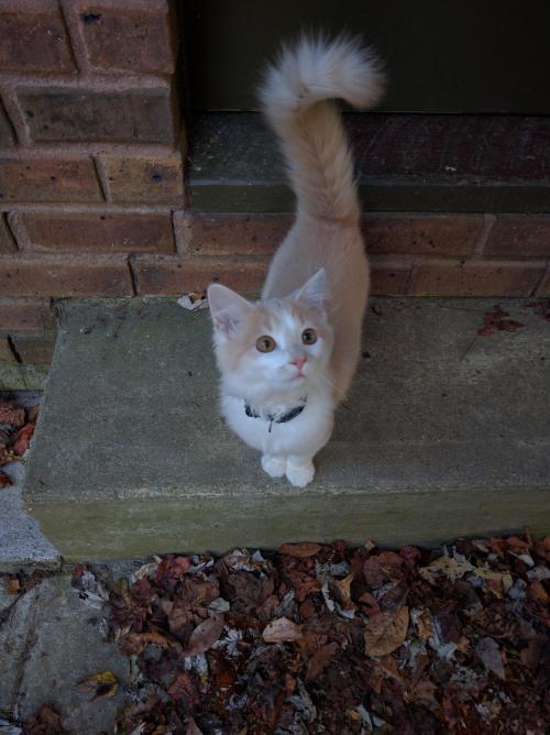 cutekittensarefun:Came home today and found a neighbor waiting on my doorstep.