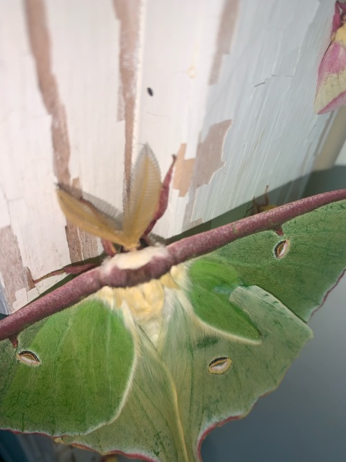 SO MANY MORE MOTHS THIS MORNING??????