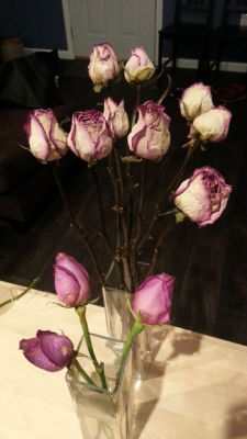 Cheapassgoth:  Diy Dry Roses Get The Directions Here