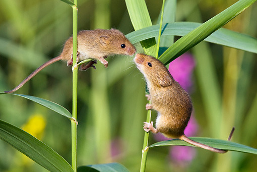  this is a harvest mouse appreciation post 