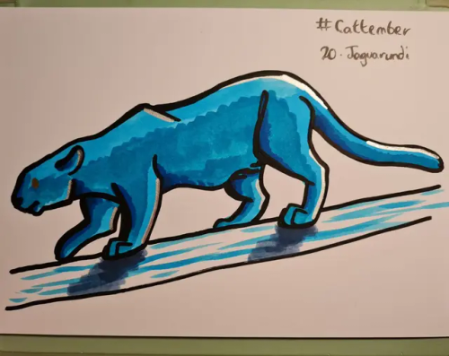 #Cattember Day 20 - Jaguarundi!