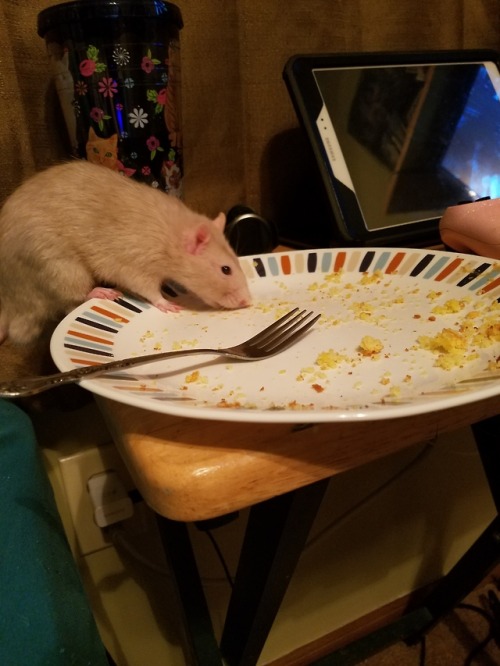 ratadventures:He’s a thief!