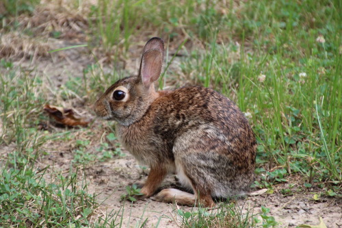 Bunny in the backyard 