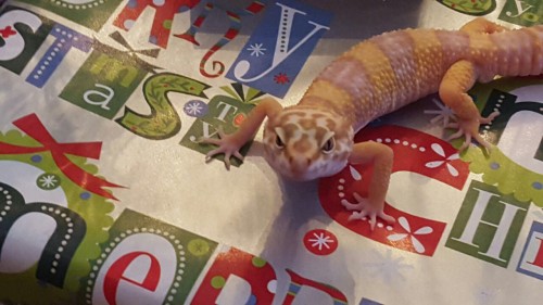 Christmas geckos, except Sprint because she wouldn&rsquo;t stay still.