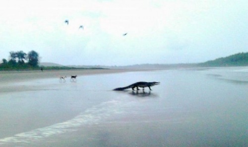 Crocodile on a stroll at the Morjim beachThe soft morning light, gentle waves crashing at the shore,