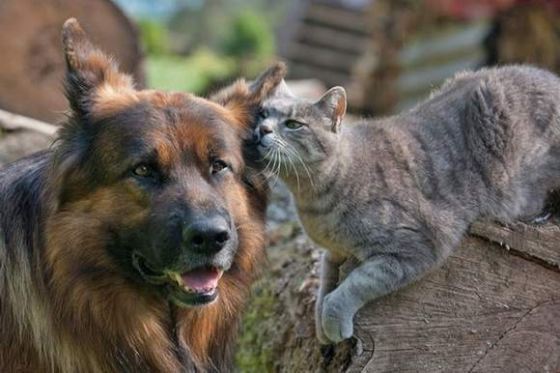 unusuallytypical-blog:  Friendship Between Grey Kitty and German Shepherd 