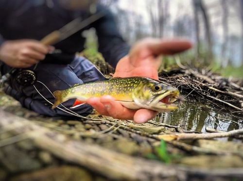 lohrer: #fish #fishing #flyfishing #dryfly #wildtrout #pawild #thinkingaboutittuesday #trout #brookt