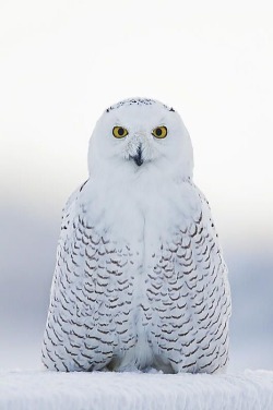 wolverxne:  Snowy Owl - by: (John Vose) 