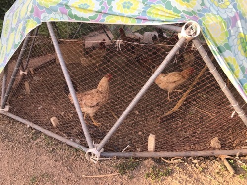 Geodesic domes for chickens