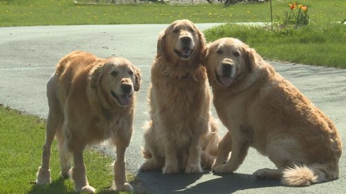 3 school therapy dogs were hit by a school bus in an unfortunate accident but are on the mend. (NSFW