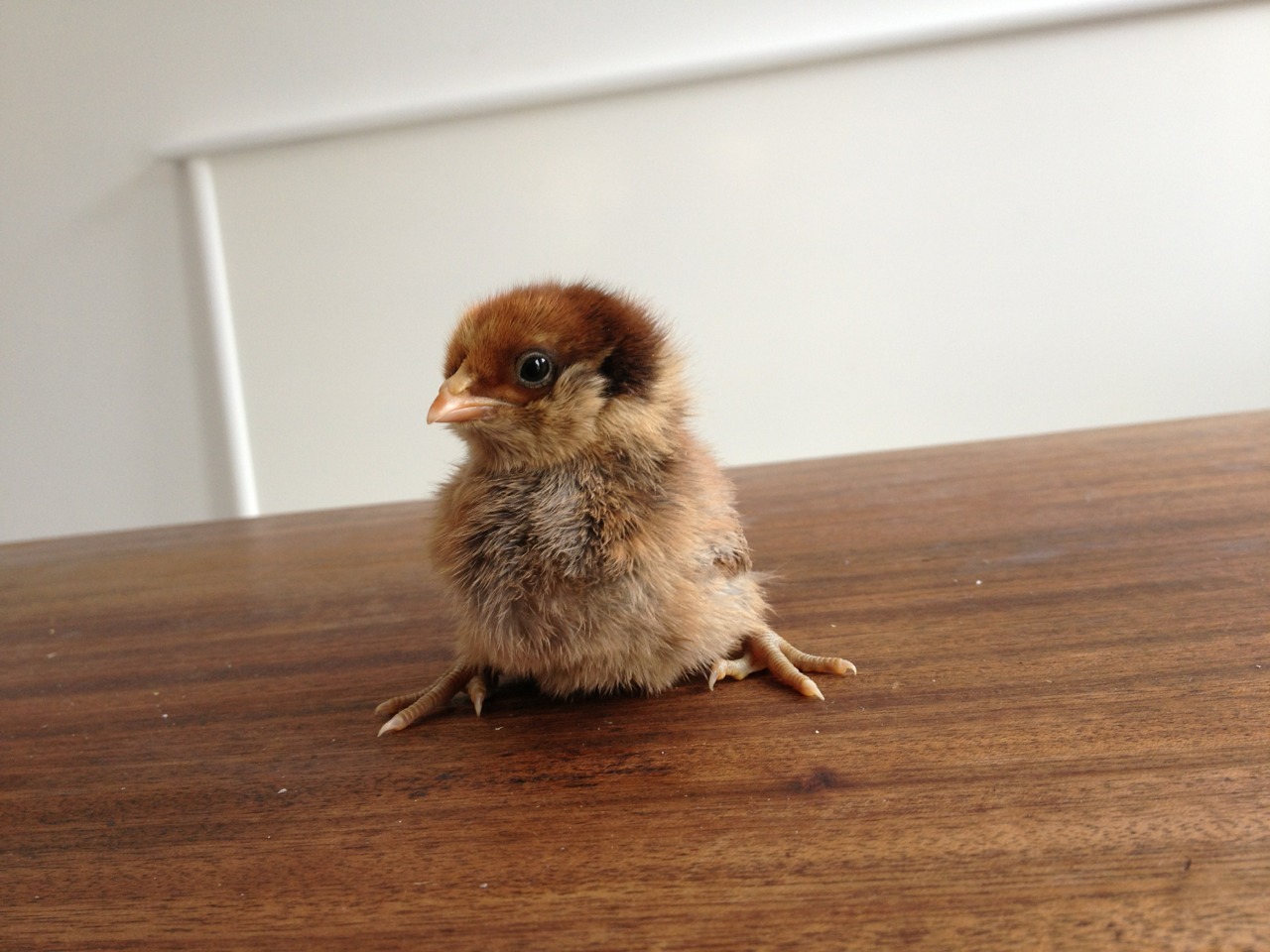 newtowngarden:  Just some morning cuteness. Enjoy. 