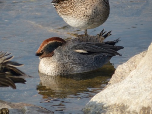 Common Teal　コガモTown Birds ～ 街の鳥 ArchiveTown Sparrow ～ 街のすずめ　Archive