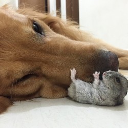 cuteanimalpost:  A dog, 8 birds and cute hamster best friends ever by ninjago24k  