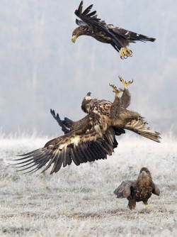 fairy-wren:  (via Battle in the sky by Alexander Koenders / 500px)   omfg wow &lt;333333