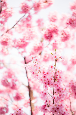 drxgonfly:Spring (by ebaebajpn) 